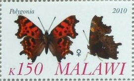 Polygonia