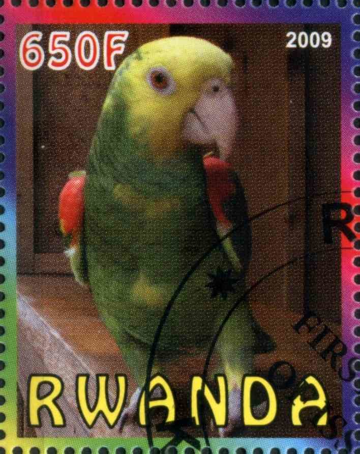 Parrot