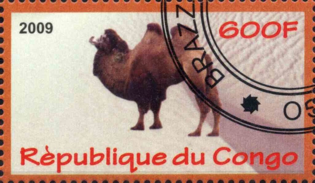 Camel