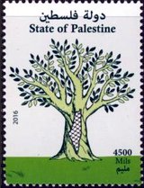 Olive Trees