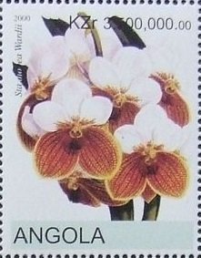 Vanda sanderiana - Waling-waling