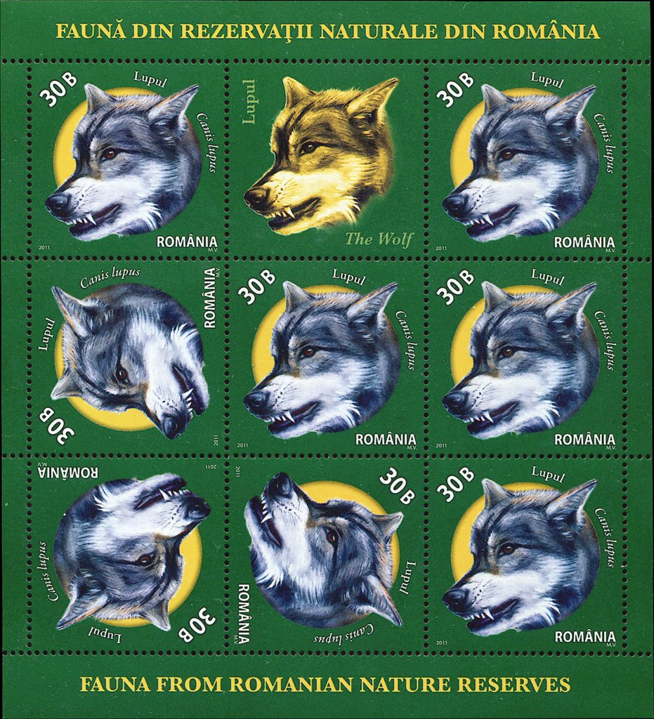 Wolf (Canis lupus) MS