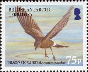 Stamp, Wilson's Storm Petrel (Oceanites oceanicus), British Antarctic Territory (BAT),  , Animals (Fauna), Birds