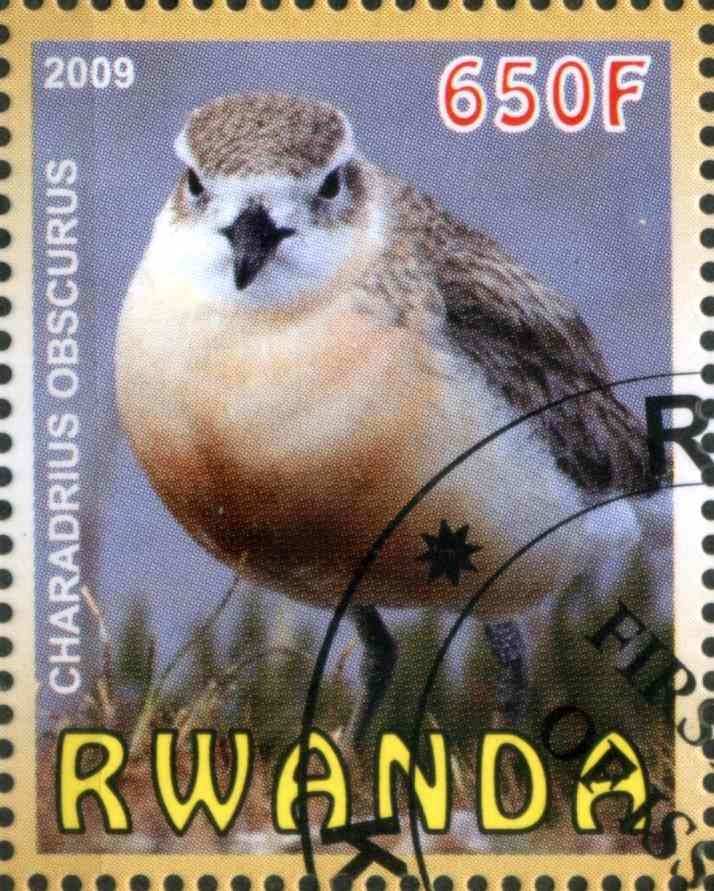 Charadrius Obscurus