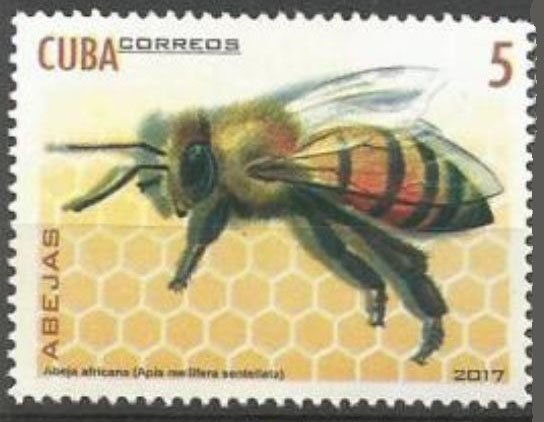 African Honey Bee (Apis mellifera scutellata)
