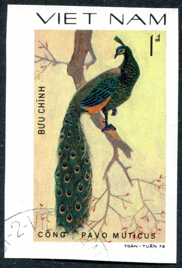 Green Peafowl (Pavo muticus)