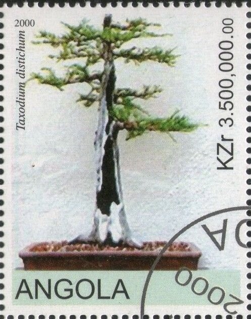 Bonsai