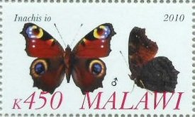 Inachis io