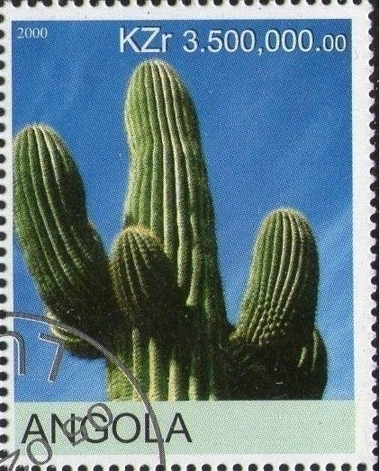 Cactus