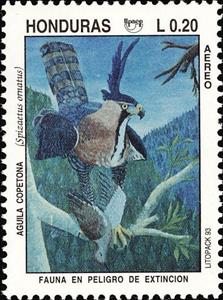 Stamp, Ornate Hawk-Eagle (Spizaetus ornatus), Honduras,  , Animals (Fauna), Birds, Birds of Prey, Eagles