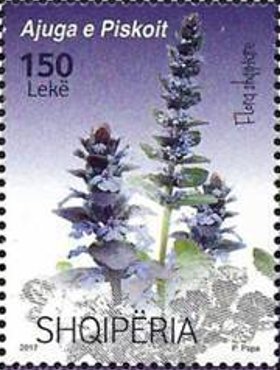 Stamp, Ajuga Piskoi, Albania,  , Flowers, Plants (Flora)