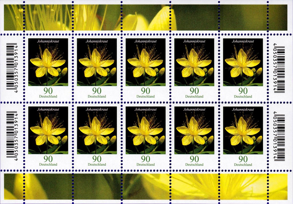 Flowers - Hypericum hircinum