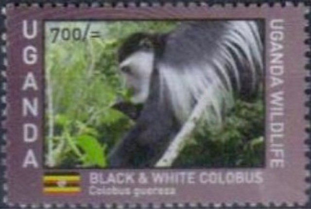 Ugandan Wildlife : Primates