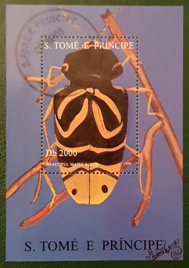 Maple Borer