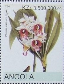 Gastrorchis tuberculosa