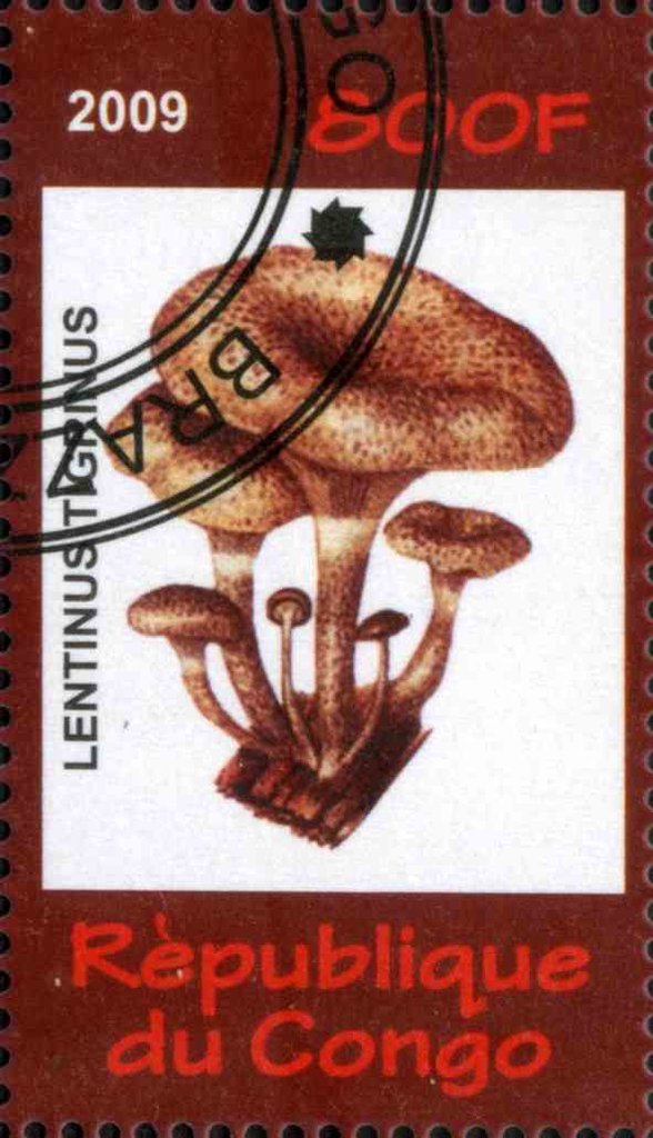 Lentinus Tigrinus