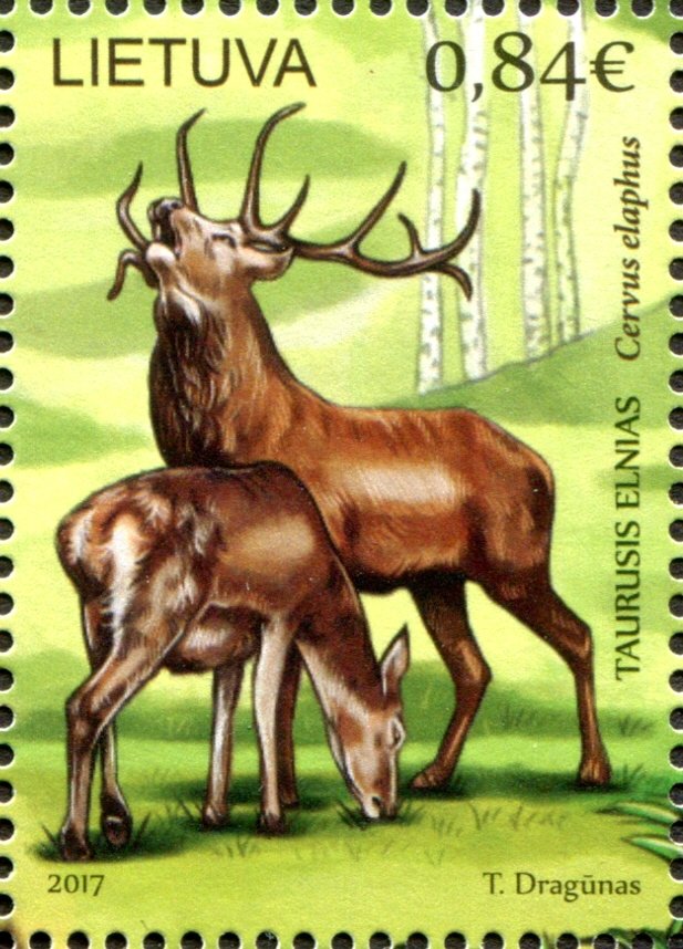Red Deer (Cervus elaphus)