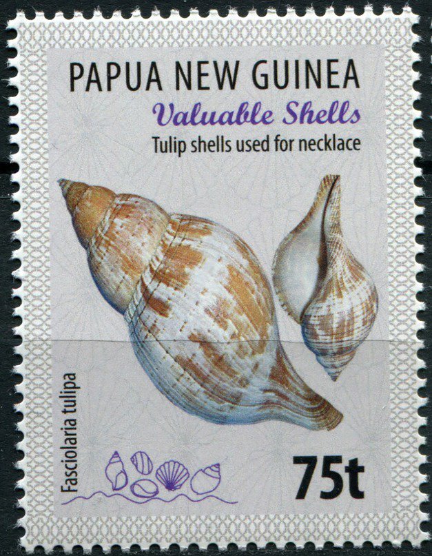 Tulip shells used for necklace