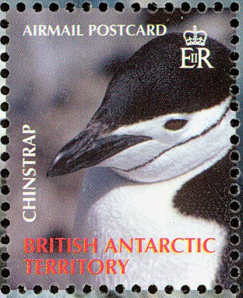 Chinstrap Penguin (Pygoscelis antarcticus)