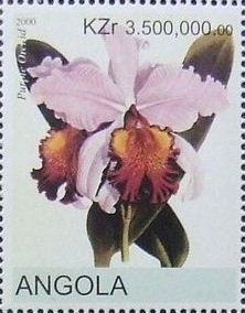 Cattleya hardyana Orchid