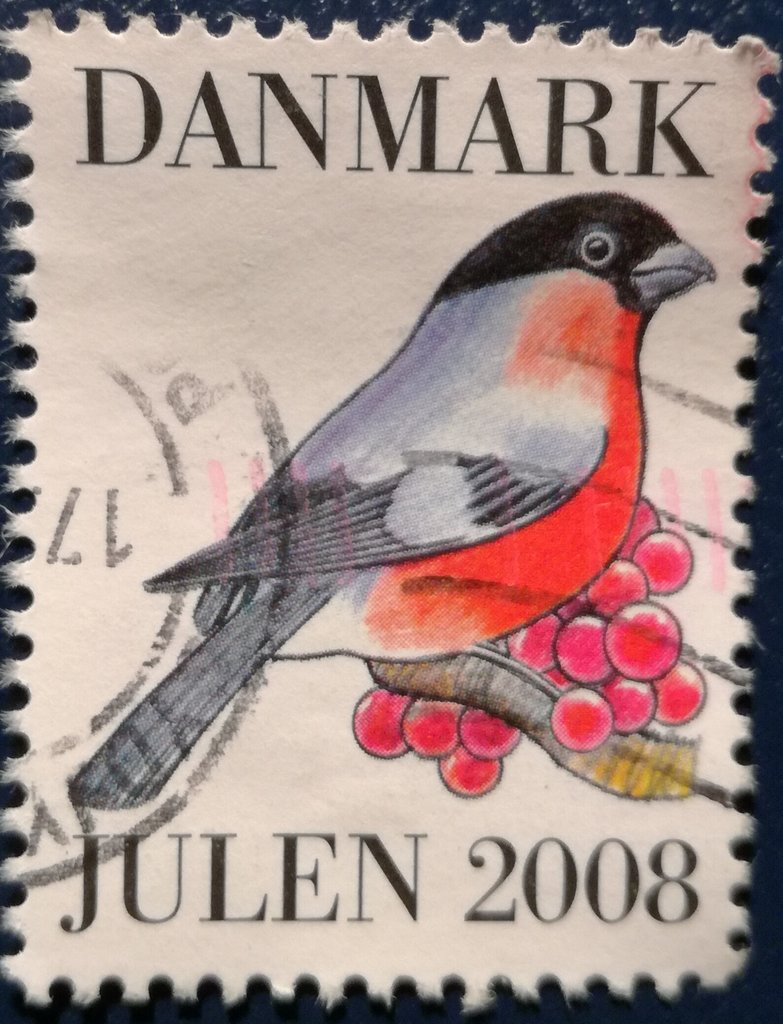 Danish Winter birds