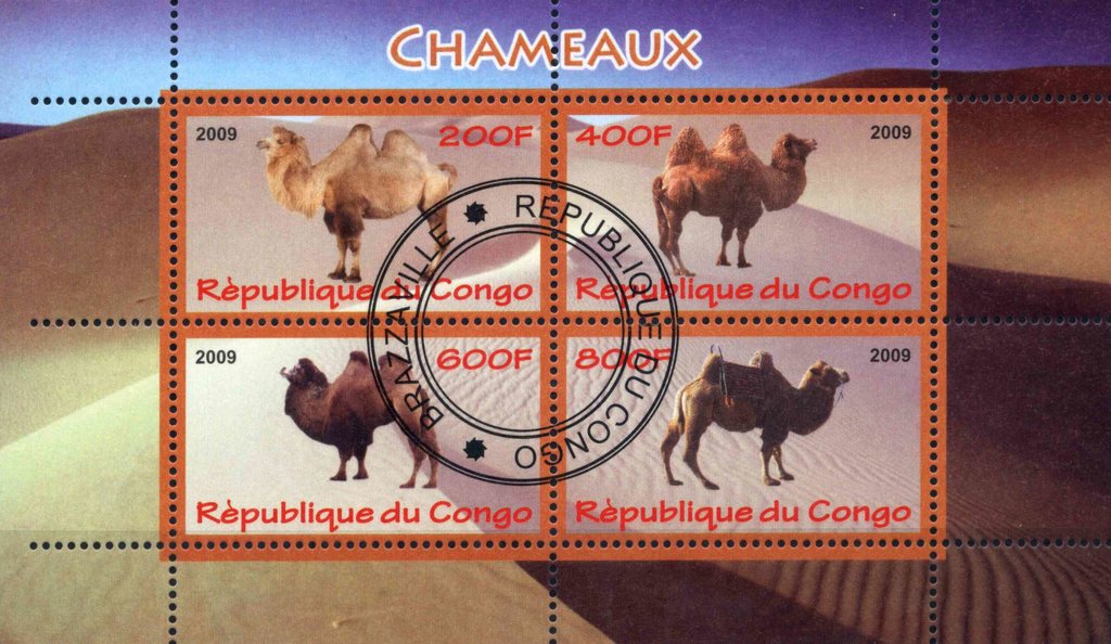 Camels