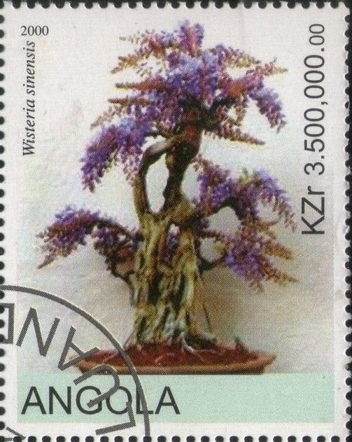 Bonsai