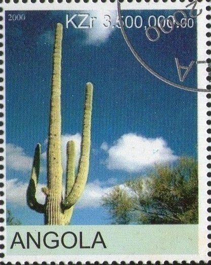 Cactus