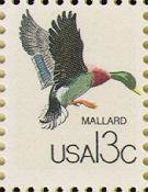 Mallard (Anas platyrhynchos)
