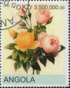 Roses