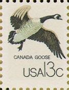 Canada Goose (Branta canadensis)