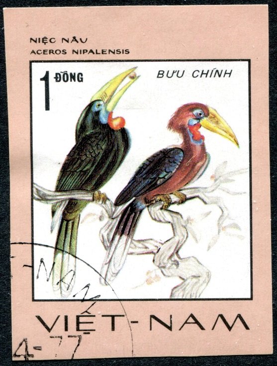 Rufous-necked Hornbill (Aceros nipalensis)