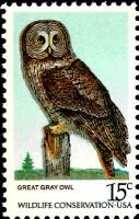 Great Grey Owl (Strix nebulosa)