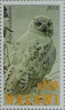 Stamp, Bubo scandiacus, Cinderellas,  , Animals (Fauna), Birds, Owls