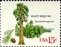 American Trees:Giant Sequoia