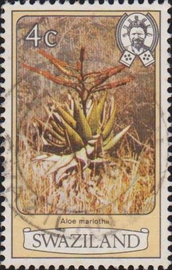 Aloe marlothii