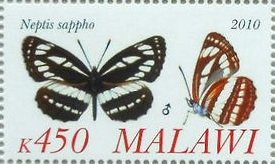 Neptis sappho