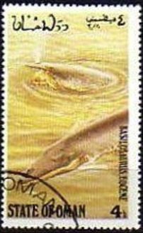 Basilosauruseocene