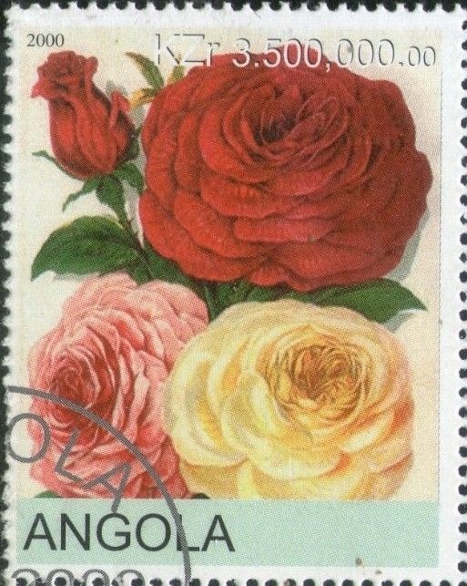 Roses