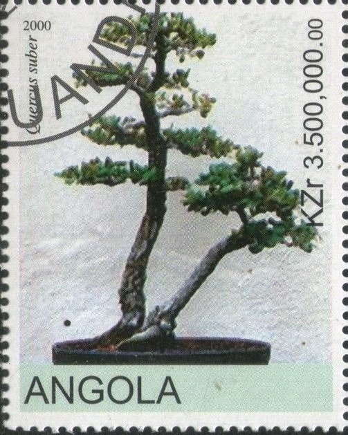 Bonsai