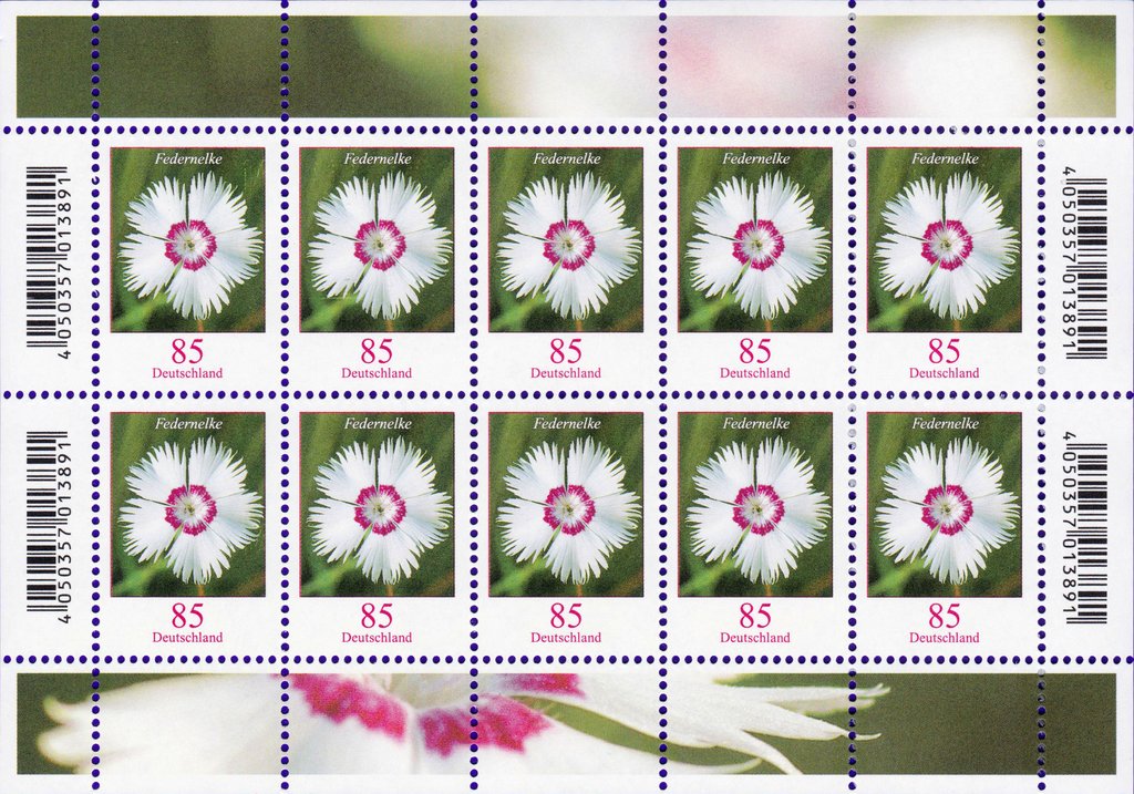 Flowers - Dianthus plumarius