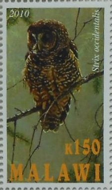 Strix occidentalis