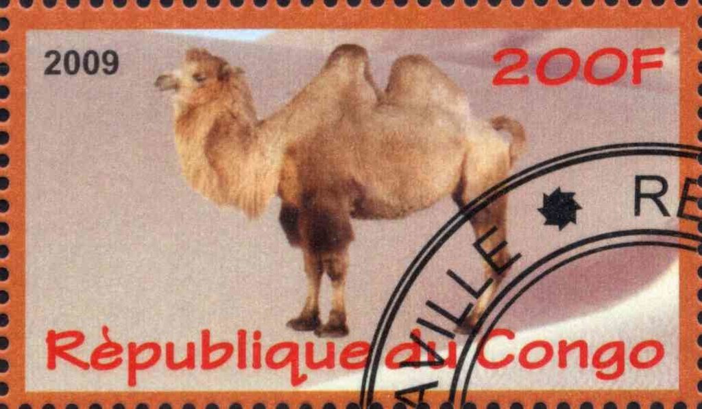 Camel