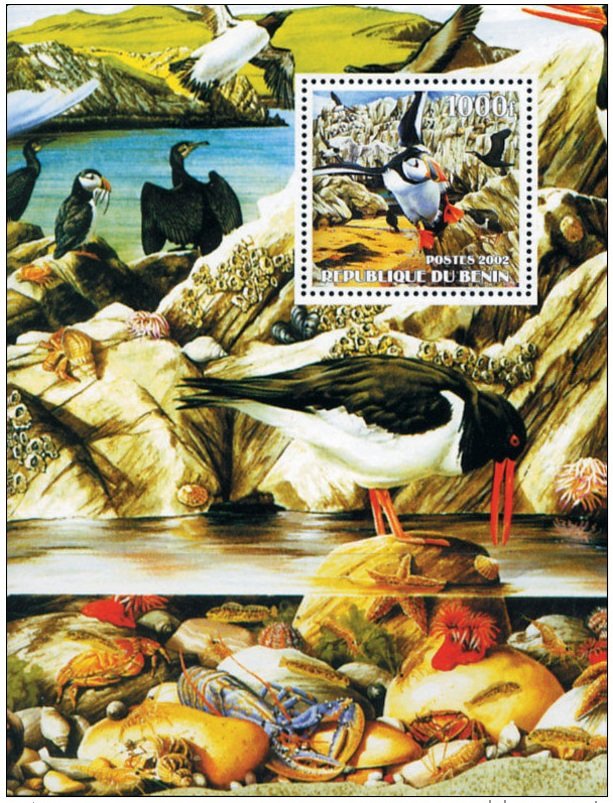 Sea birds