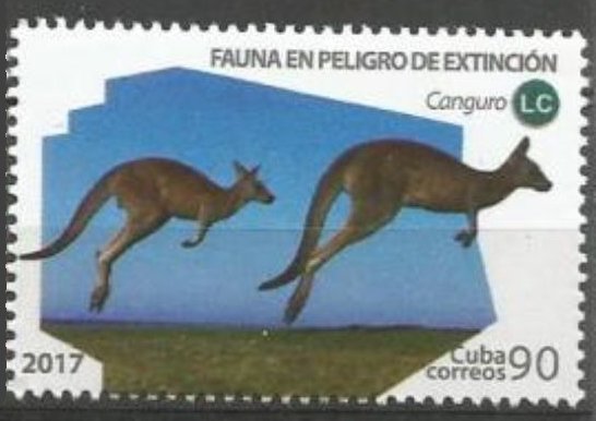 Kangaroo