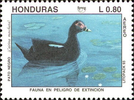 Muscovy Duck (Cairina moschata)