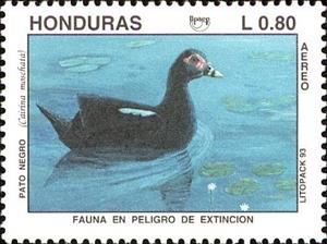 Stamp, Muscovy Duck (Cairina moschata), Honduras,  , Animals (Fauna), Birds, Ducks