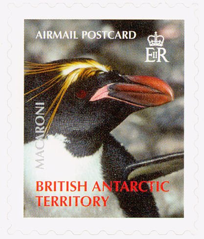 Macaroni Penguin (Eudyptes chrysolophus)