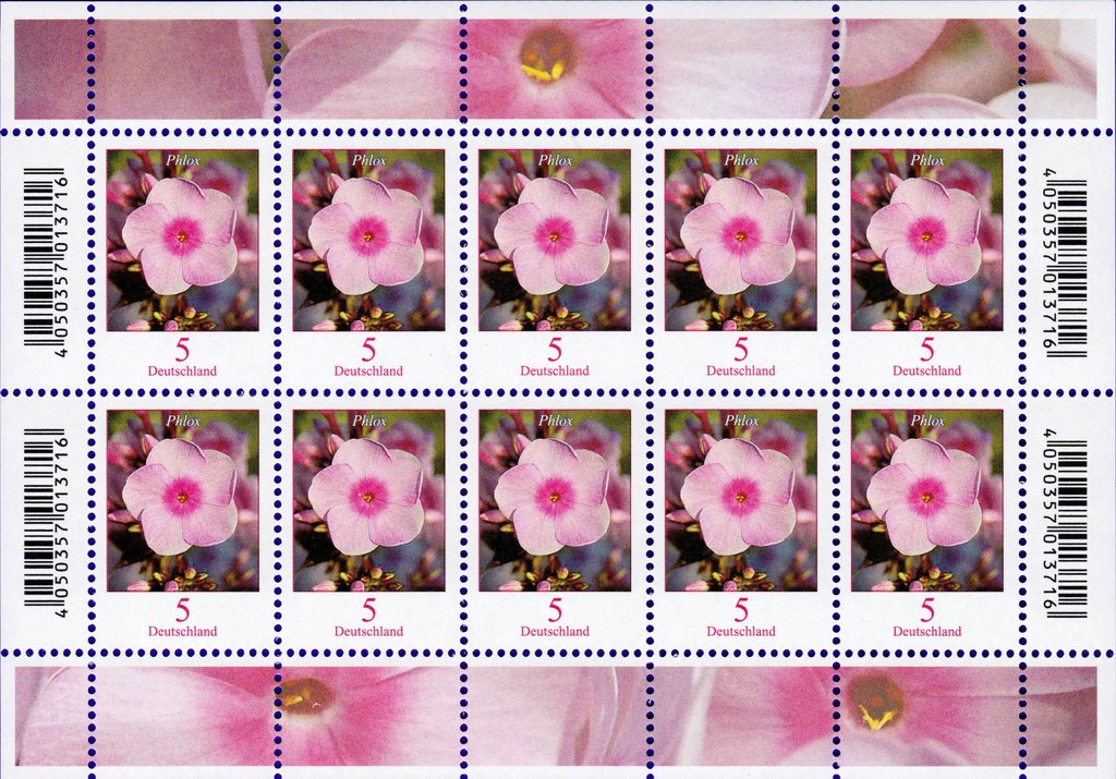Flowers - Phlox