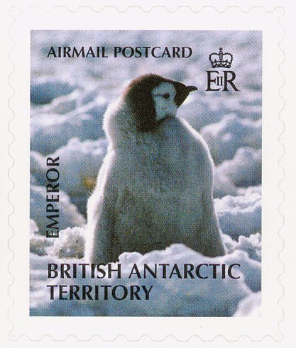 Emperor Penguin (Aptenodytes forsteri)